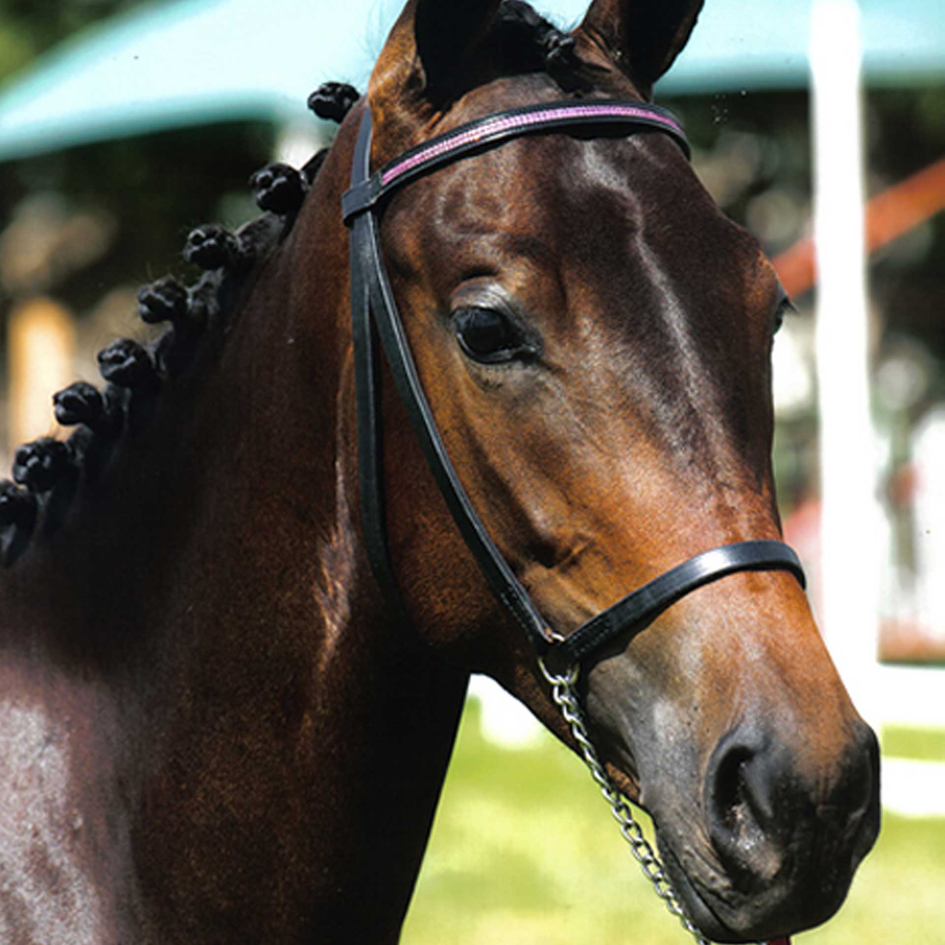 Halter Show Diamante + Lead Solo